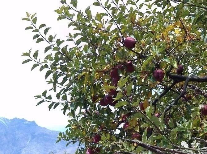 ACT徒步：穿越5416米的驼龙垭口（IV）